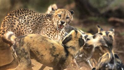 'Big Cat and Dog Spat' by Peter Haygarth, from the UK. Highly Commended in the Behaviour: Mammals category. In a rare encounter, a lone male cheetah is set upon by a pack of African wild dogs in Zimanga Private Game Reserve, South Africa. Courtesy Peter Haygarth / Wildlife Photographer of the Year
