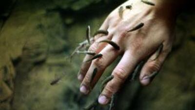 Mutual benefit: 'doctor fish' get busy at the Aquariya Expo 2009 in Dubai. The species is popular as a novel spa treatment.
