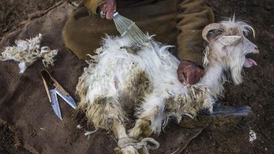 A nomadic herder combs pashmina wool from a goat in the valley of Kharnak, Jammu and Kashmir, India. Prashanth Vishwanathan / Bloomberg