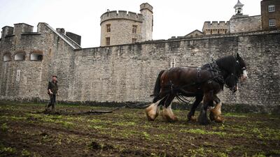 Shire Horses ploughed the moat at the Tower of London on Tuesday, in preparation for the return of the moat in bloom. AFP