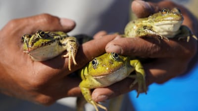 Hassan Al Dulaimi holds frogs he has bred at his farm near Hama, Syria. The frogs are sold to local restaurants, supplied to laboratories for research or exported. Reuters