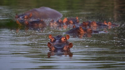 Hippos stay submerged in a lake at the Napoles Park in Puerto Triunfo, Colombia. AP Photo