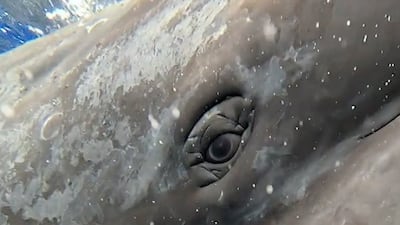 Whales learn to become 'bilingual'