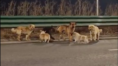 Seven stolen dogs escape and return home