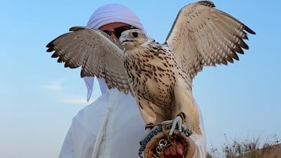 Falconry season soars to new heights in Abu Dhabi