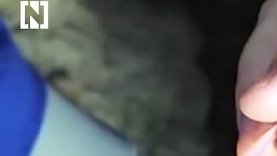 Rare, eyeless fish found in Iraqi underground river