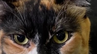 Greece organises first pet repatriation flight from the UAE as war persists