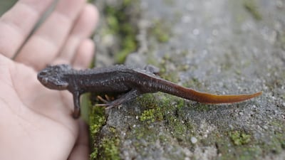 The tiny dragons of Darjeeling