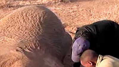 Unexplained illness kills 19 elephants in Kenya