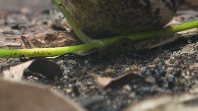 ‘World-first’ cancer treatment saves python after tumour destroys jaw