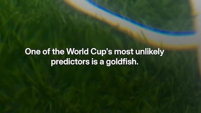 Goldfish oracle ‘Swimbappe’ is beating the odds at the World Cup