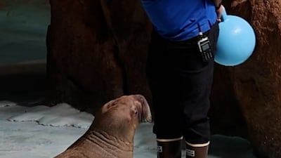 Walrus calf's birth a historic moment for UAE conservation