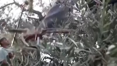 Israeli settlers and soldiers attack Palestinians as olive harvest begins