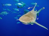Sharks live in the Arabian Gulf – but are they a danger to humans?