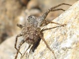 Mysterious UAE spider officially named