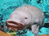 Dugong calf marks birthday at Yas SeaWorld in Abu Dhabi with 'all-lettuce cake'