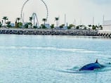 Sheikh Hamdan shares video of 'rare and beautiful' whale in Dubai Marina