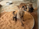 Big cats continue to be sold in UAE via social media despite federal law