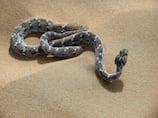 Which venomous snakes and scorpions should you watch out for in the UAE?