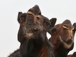 Camel's beauty declared untouched by Botox