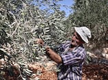 Violence, gunfire and annexation: Palestinian olive farmers under attack