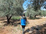 From grove to global markets, Palestinian olive oil's increasingly difficult journey