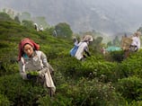 How the finest Darjeeling tea is losing its steam due to climate change