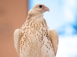 Second rare falcon sells for more than Dh1 million at Adihex