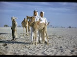 Zayed National Museum's first temporary exhibition to explore 7,000 years of camel history