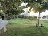 Dubai study shows how treating trees as 'essential infrastructure' can cool cities