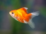 Swimbappe: The ultimate Fifa World Cup 2026 predictor is a... goldfish