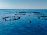 Abu Dhabi steps up environmental monitoring to safeguard national waters