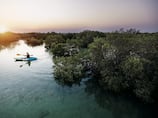 Environment agency launches digital observatory to monitor mangrove rehabilitation in Abu Dhabi