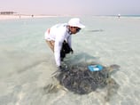 How Abu Dhabi's ban on single-use plastic bags is saving precious turtles