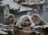 Ten places for animal lovers to visit, from Istanbul to Yamanouchi