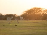 Abu Dhabi expands protection for native species and habitats beyond nature reserves