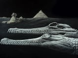 Egypt archaeology: Great Sphinx rocks reveal new species of ancient crocodile