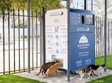 Dubai launches region's first AI-powered feeding stations for stray cats and animals