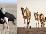 I said camel, not ostrich! Why AI makes such a meal of Arabic words