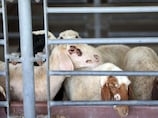 Somali sheep up 40 per cent: UAE livestock costs surge ahead of Eid Al Adha rush