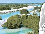 Nature's most underrated ally in the climate change fight is thriving in the UAE