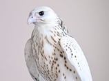 Rare Gyrfalcon sells for Dh1.5 million at Adihex