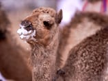 'Nothing is more precious': Camel milking contest shines light on Emirati heritage