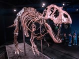 Landmark dinosaur discoveries in the Middle East that led to Natural History Museum Abu Dhabi