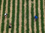 Climate change triples crop losses in Europe