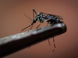 How to get rid of mosquitoes in the UAE and what to do if bitten