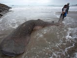 Shark fishing ban to bring endangered species back from brink
