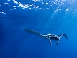 Swimming with manta rays in the Maldives